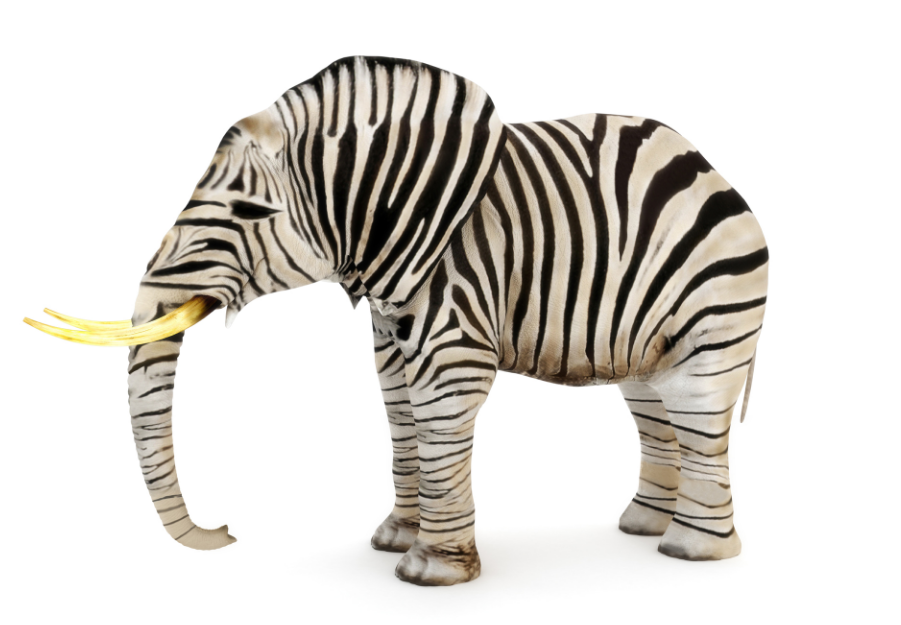 elephantzebra
